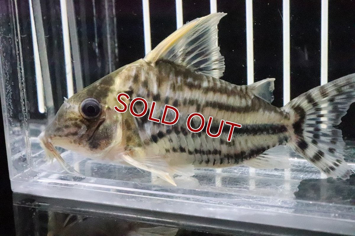 画像3: 【淡水魚】【通販】コリドラス スーパープルケール ラブレア産 ワイルド【1匹 サンプル画像】(±6-7cm)(コリドラス(生体)(淡水)NKCR (3)