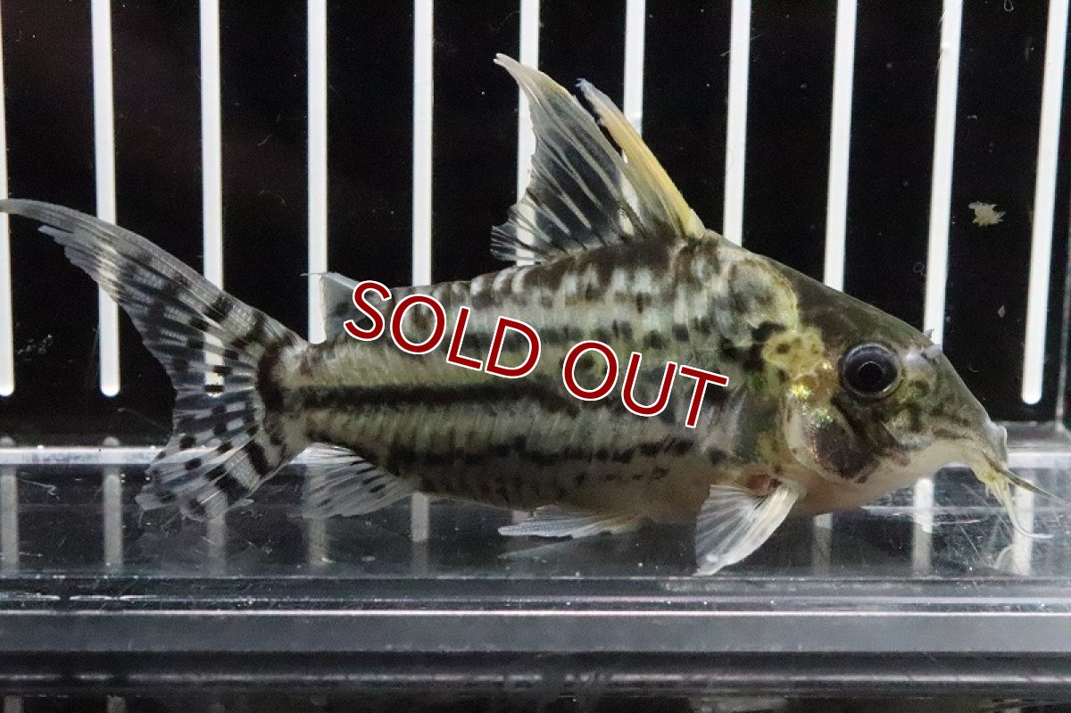 画像4: 【淡水魚】【通販】コリドラス スーパープルケール ラブレア産 ワイルド【1匹 サンプル画像】(±6-7cm)(コリドラス(生体)(淡水)NKCR (4)