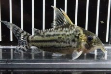 画像4: 【淡水魚】【通販】コリドラス スーパープルケール ラブレア産 ワイルド【1匹 サンプル画像】(±6-8cm)(コリドラス)(生体)(淡水)NKCR (4)