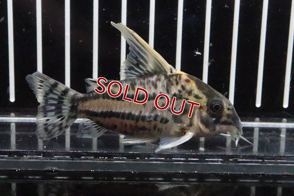 画像1: 【アーリーサマーセール10%OFFクーポン番号（10）対象商品 淡水魚】【淡水魚】【通販】コリドラス スーパーシュワルツィ ワイルド【1匹 サンプル画像】±5-6cm(生体)(淡水)NKCR (1)