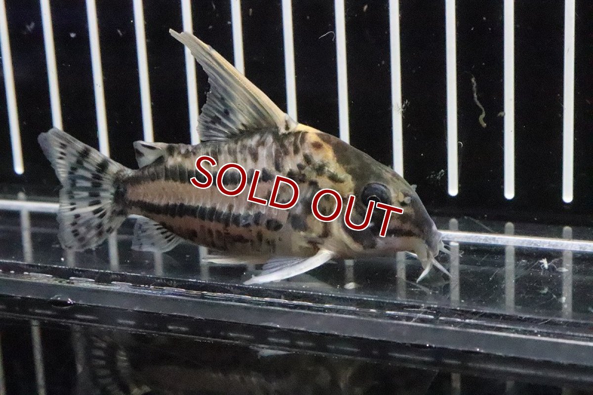 画像2: 【淡水魚】【通販】コリドラス スーパーシュワルツィ ラブレア産 ワイルド【1匹 サンプル画像】(±5-6cm)(生体)(淡水)NKCR (2)