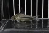 コリドラス 淡水魚 ペットバルーン ネットショップ コリドラス 淡水魚 ペットバルーン ネットショップ