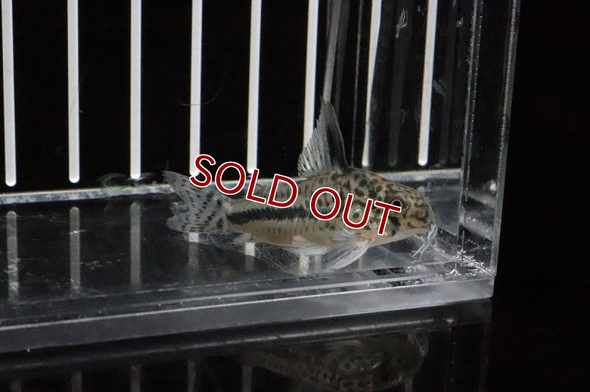 画像3: 【30%OFF対象商品30周年セール 淡水魚】【淡水魚】【通販】大特価 コリドラス シパリウィニ【1匹 サンプル画像】(±3-4cm)(コリドラス)(生体)(淡水)NKCR (3)