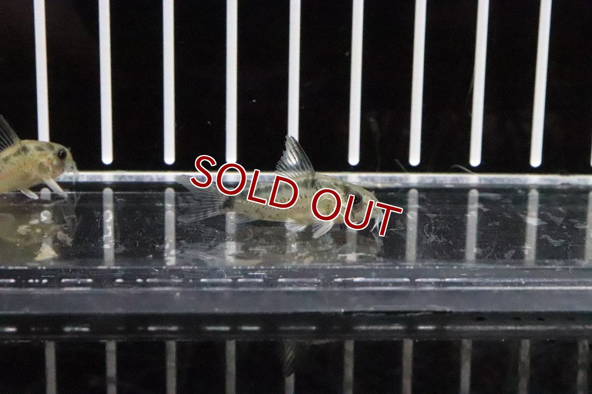 画像2: 【淡水魚】大特価 コリドラス ニューエヴェリナエ ワイルド【１匹】(±3cm)(コリドラス)(生体)(淡水)NKCR (2)