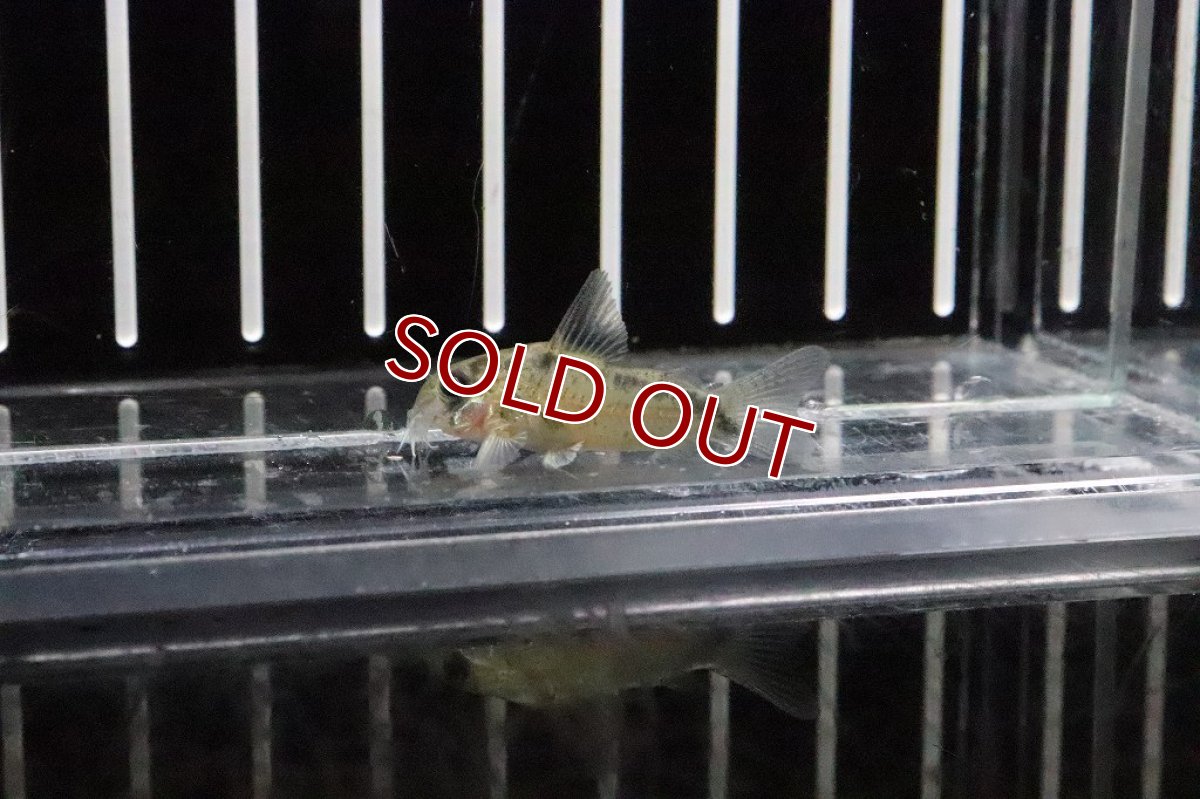 画像3: 【淡水魚】大特価 コリドラス ニューエヴェリナエ ワイルド【１匹】(±3cm)(コリドラス)(生体)(淡水)NKCR (3)