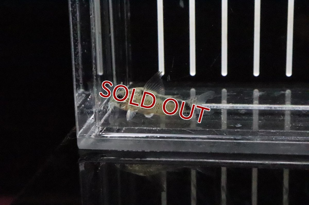 画像4: 【淡水魚】大特価 コリドラス ニューエヴェリナエ ワイルド【１匹】(±3cm)(コリドラス)(生体)(淡水)NKCR (4)