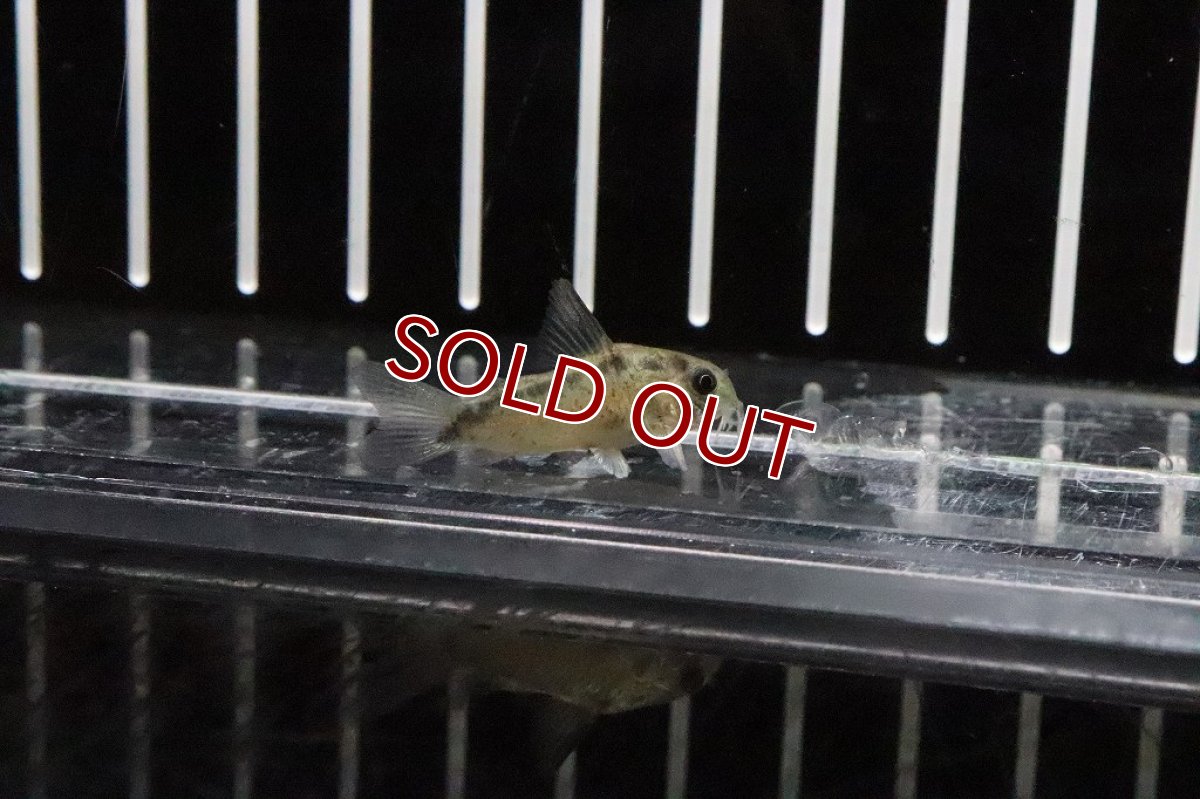 画像5: 【淡水魚】大特価 コリドラス ニューエヴェリナエ ワイルド【１匹】(±3cm)(コリドラス)(生体)(淡水)NKCR (5)