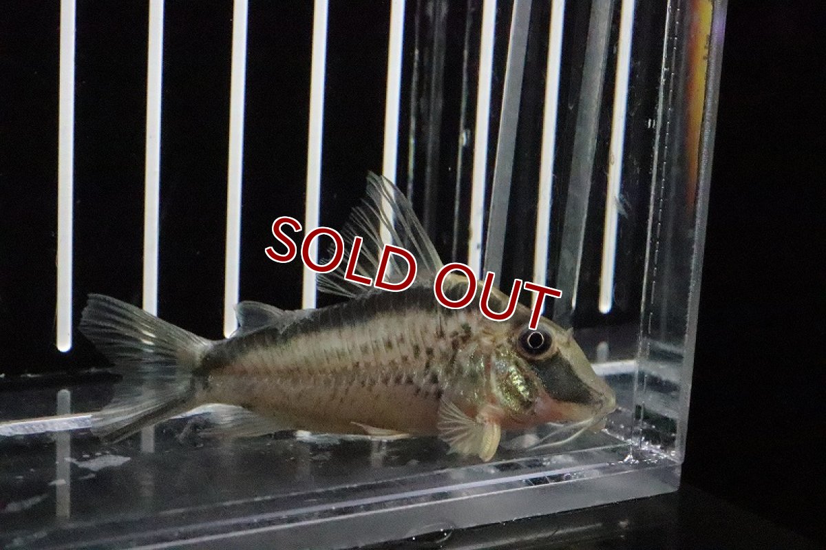 画像2: 【淡水魚】【通販】コリドラス ナルキッスス イガラッペ タライーラ産 ワイルド【1匹 サンプル画像】(±7-8cm)(生体)(淡水)NKCR (2)