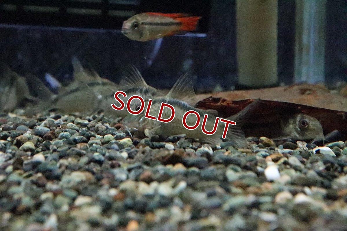 画像3: 【淡水魚】【通販】コリドラス ナルキッスス イガラッペ タライーラ産 ワイルド【1匹 サンプル画像】(±7-8cm)(生体)(淡水)NKCR (3)