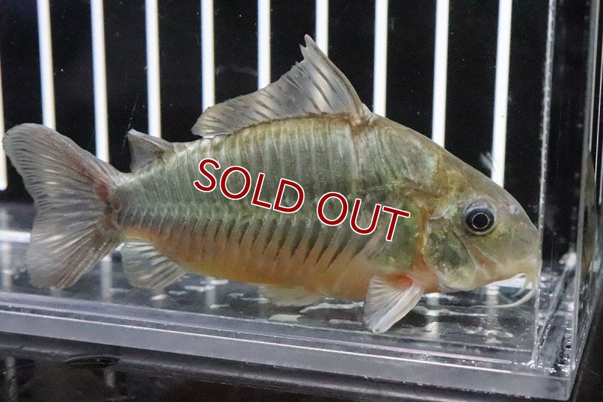 画像2: 【淡水魚】レア産地 ブロキス スプレンデンス セリンガウ マカピ産 ワイルド【１匹】(±7cm)(コリドラス)(生体)(淡水)NKCR (2)