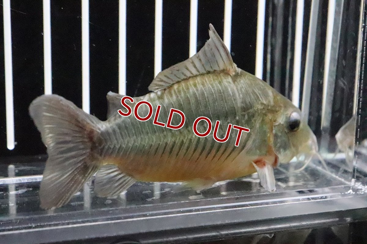 画像3: 【淡水魚】レア産地 ブロキス スプレンデンス セリンガウ マカピ産 ワイルド【１匹】(±7cm)(コリドラス)(生体)(淡水)NKCR (3)