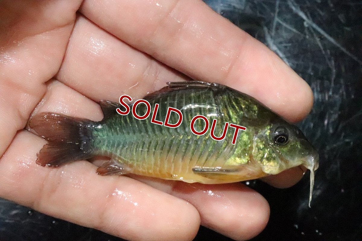 画像4: 【淡水魚】レア産地 ブロキス スプレンデンス セリンガウ マカピ産 ワイルド【１匹】(±7cm)(コリドラス)(生体)(淡水)NKCR (4)