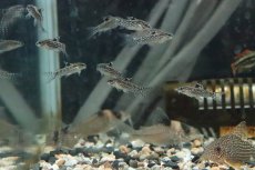 画像1: 【淡水魚】アスピドラス パウキラディアータ【１匹】(±3cm)(コリドラス)(生体)(淡水)NKCR (1)