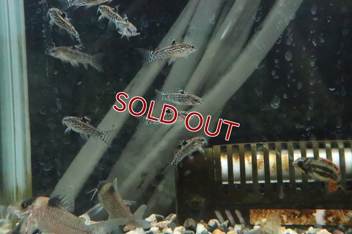 画像2: 【淡水魚】アスピドラス パウキラディアータ【１匹】(±3cm)(コリドラス)(生体)(淡水)NKCR (2)