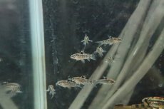 画像3: 【淡水魚】アスピドラス パウキラディアータ【１匹】(±3cm)(コリドラス)(生体)(淡水)NKCR (3)