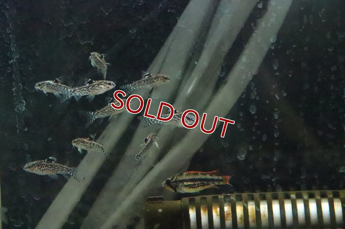 画像4: 【淡水魚】アスピドラス パウキラディアータ【１匹】(±3cm)(コリドラス)(生体)(淡水)NKCR (4)