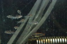 画像4: 【淡水魚】アスピドラス パウキラディアータ【１匹】(±3cm)(コリドラス)(生体)(淡水)NKCR (4)