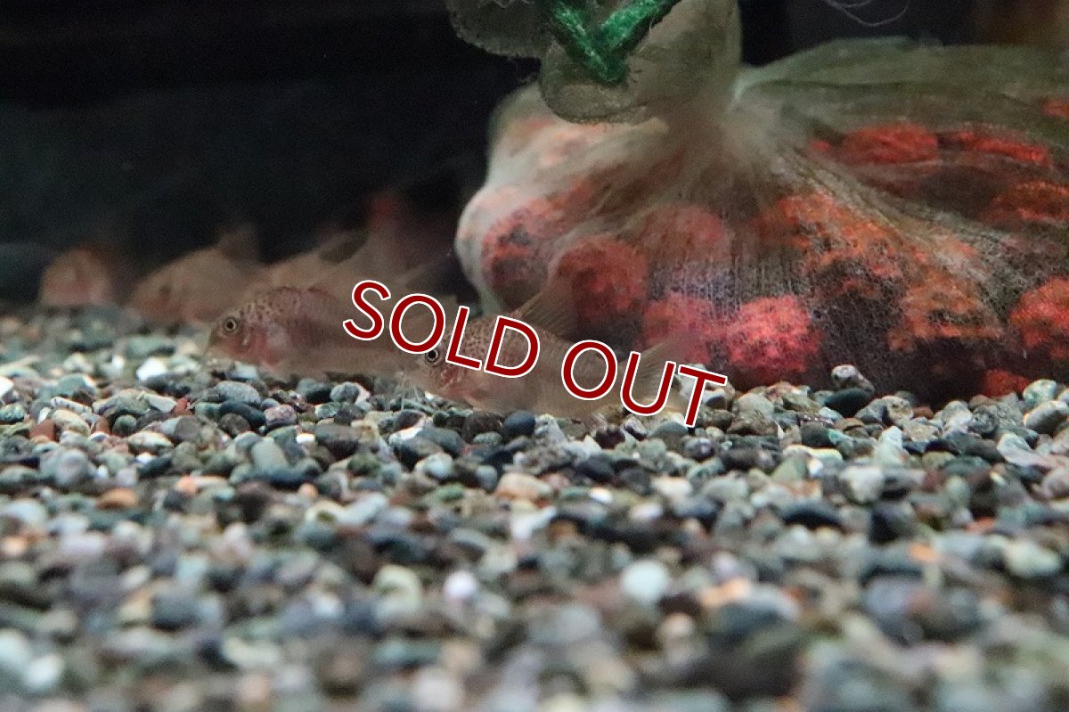 画像2: 【淡水魚】【通販】コリドラス ポリスティクタス ワイルド【1匹 サンプル画像】(コリドラス)(生体)(淡水)NKCR (2)