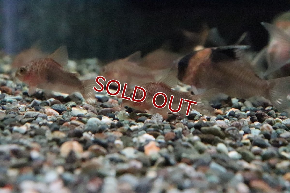 画像3: 【淡水魚】【通販】コリドラス ポリスティクタス ワイルド【1匹 サンプル画像】(コリドラス)(生体)(淡水)NKCR (3)