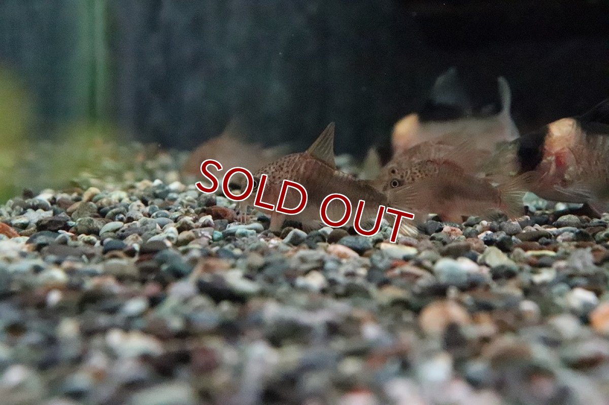 画像4: 【淡水魚】【通販】コリドラス ポリスティクタス ワイルド【1匹 サンプル画像】(コリドラス)(生体)(淡水)NKCR (4)