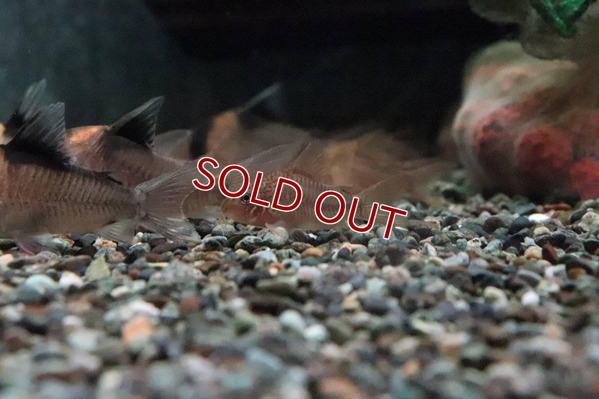 画像5: 【淡水魚】【通販】コリドラス ポリスティクタス ワイルド【1匹 サンプル画像】(コリドラス)(生体)(淡水)NKCR (5)