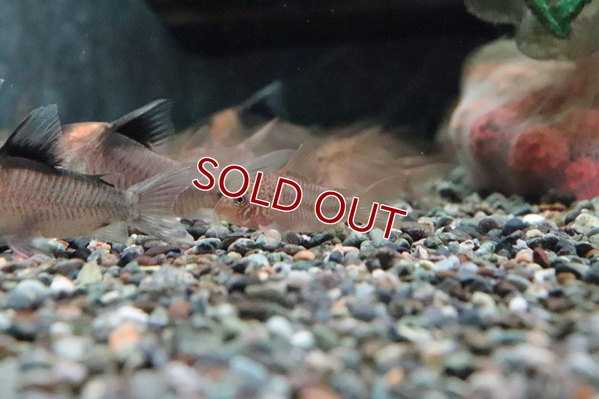 画像6: 【淡水魚】【通販】コリドラス ポリスティクタス ワイルド【1匹 サンプル画像】(コリドラス)(生体)(淡水)NKCR (6)