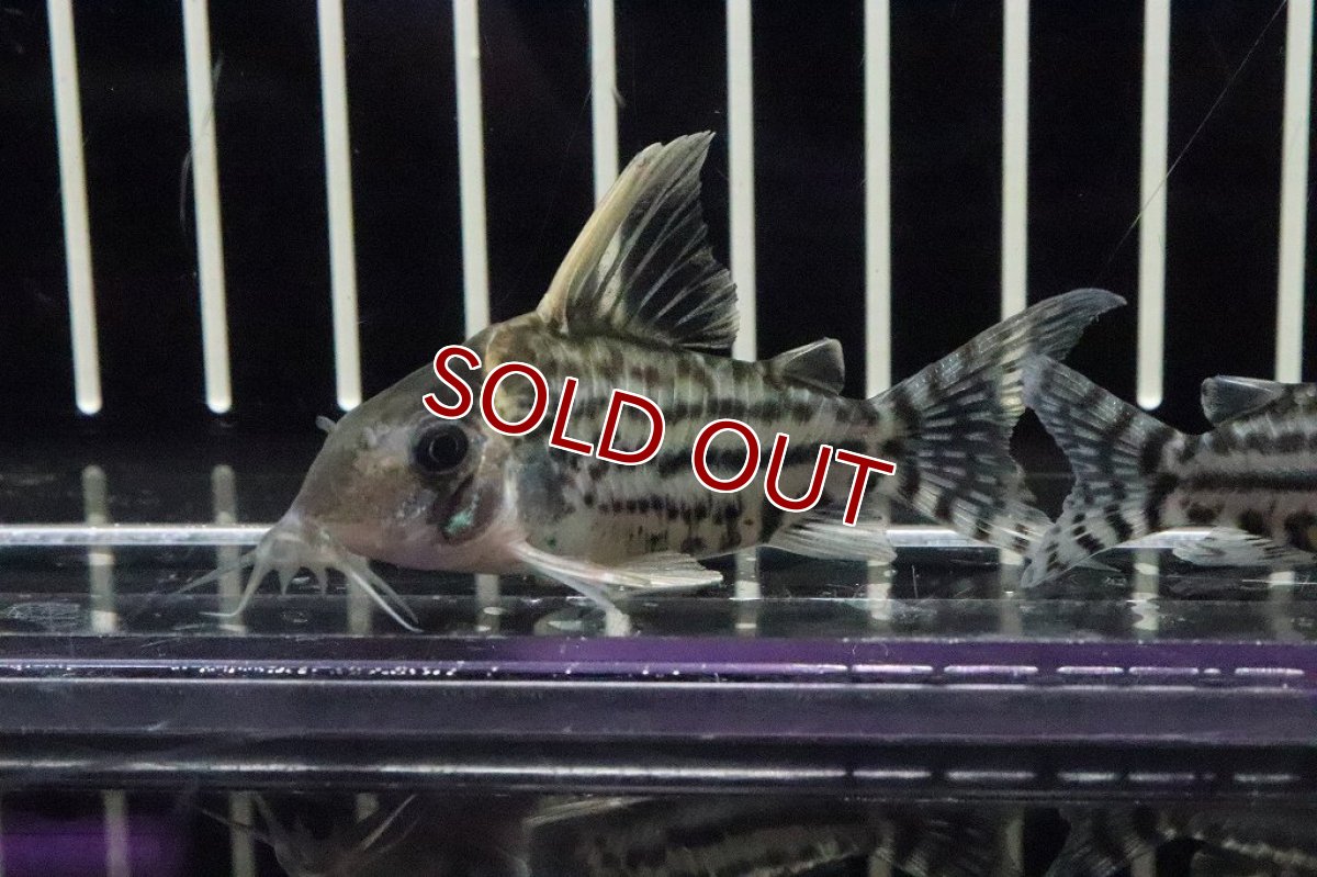 画像2: 【淡水魚】特価 コリドラス スーパープルケール ワイルド【１匹】(±5-6cm)(コリドラス)(生体)(淡水)NKCR (2)