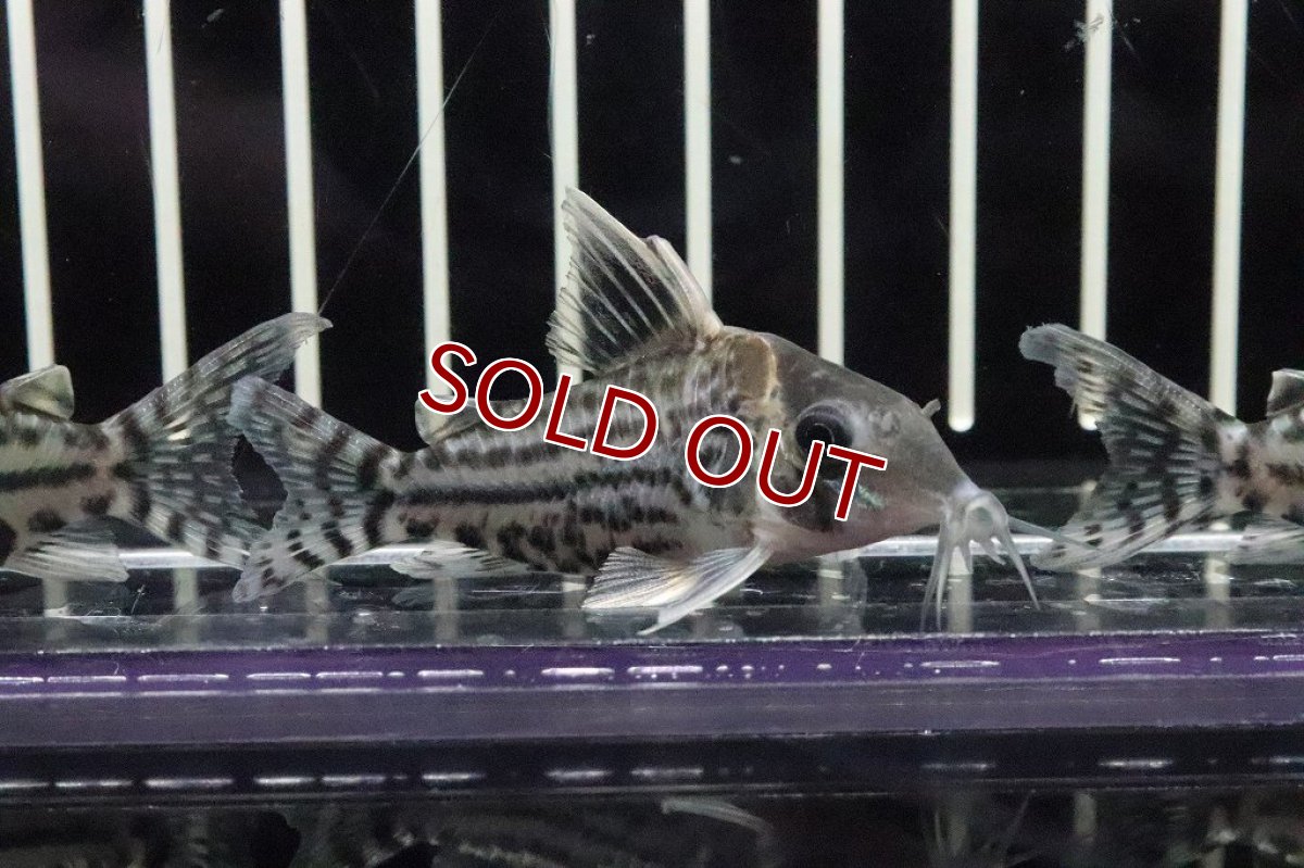 画像3: 【淡水魚】特価 コリドラス スーパープルケール ワイルド【１匹】(±5-6cm)(コリドラス)(生体)(淡水)NKCR (3)