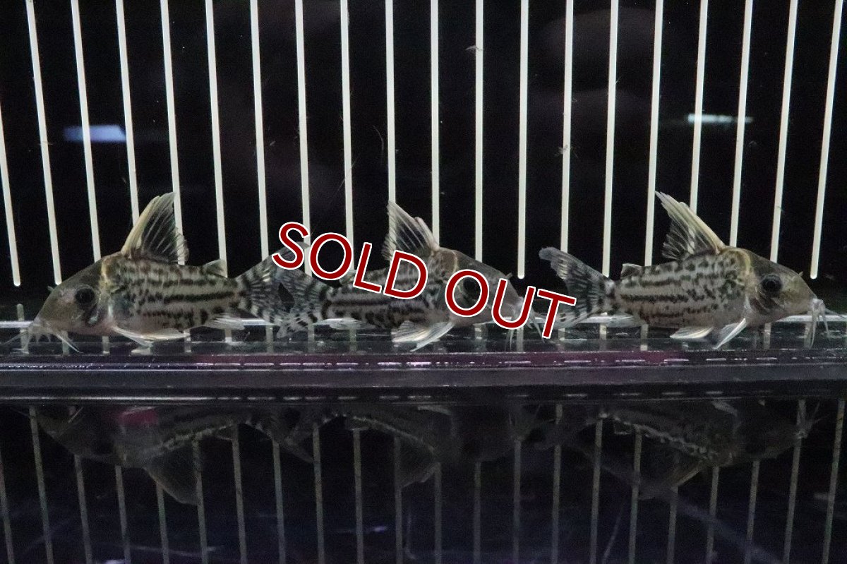 画像4: 【淡水魚】特価 コリドラス スーパープルケール ワイルド【１匹】(±5-6cm)(コリドラス)(生体)(淡水)NKCR (4)