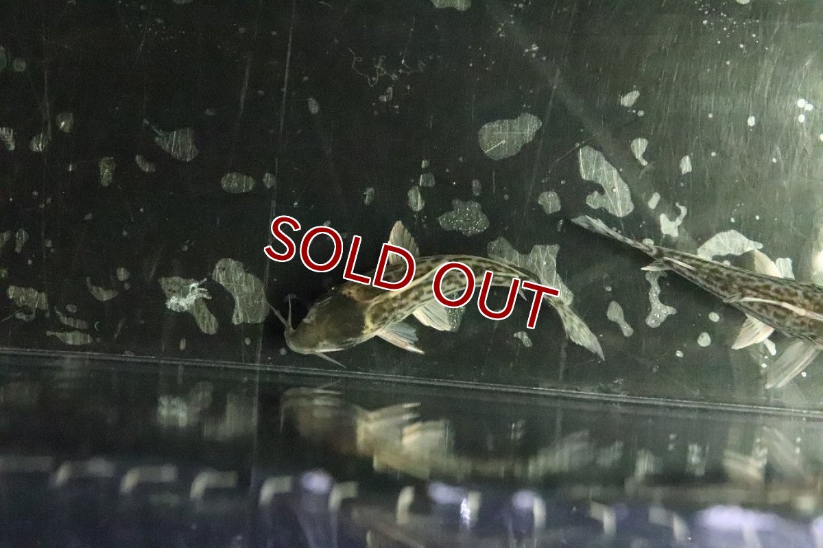 画像5: 【淡水魚】特価 コリドラス スーパープルケール ワイルド【１匹】(±5-6cm)(コリドラス)(生体)(淡水)NKCR (5)