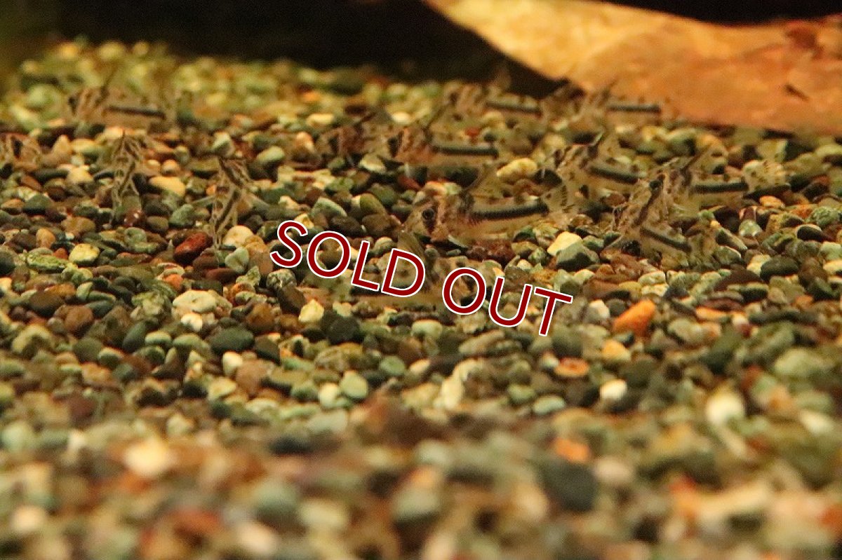 画像2: 【淡水魚】特価 F-1個体 コリドラス ボエセマニー スリナムリバー産【１匹】(±3cm)(コリドラス)(生体)(淡水)NKCR (2)