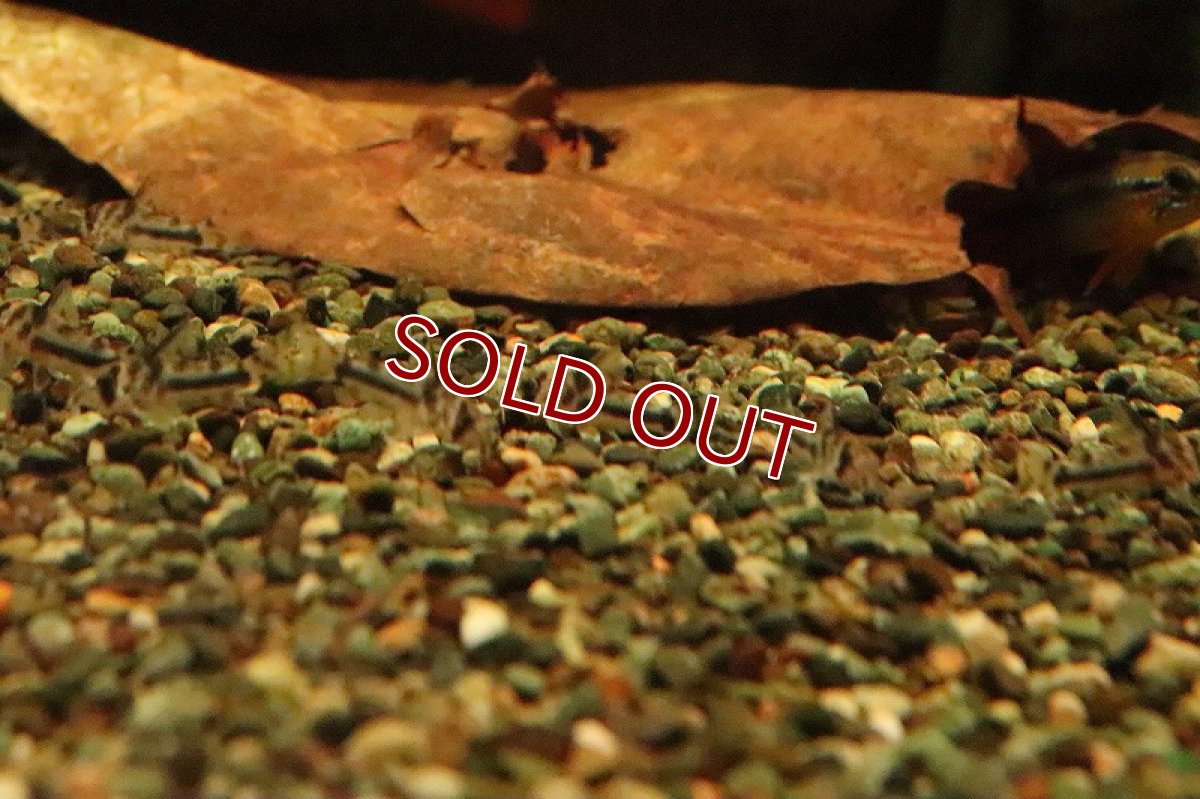 画像3: 【淡水魚】特価 F-1個体 コリドラス ボエセマニー スリナムリバー産【１匹】(±3cm)(コリドラス)(生体)(淡水)NKCR (3)