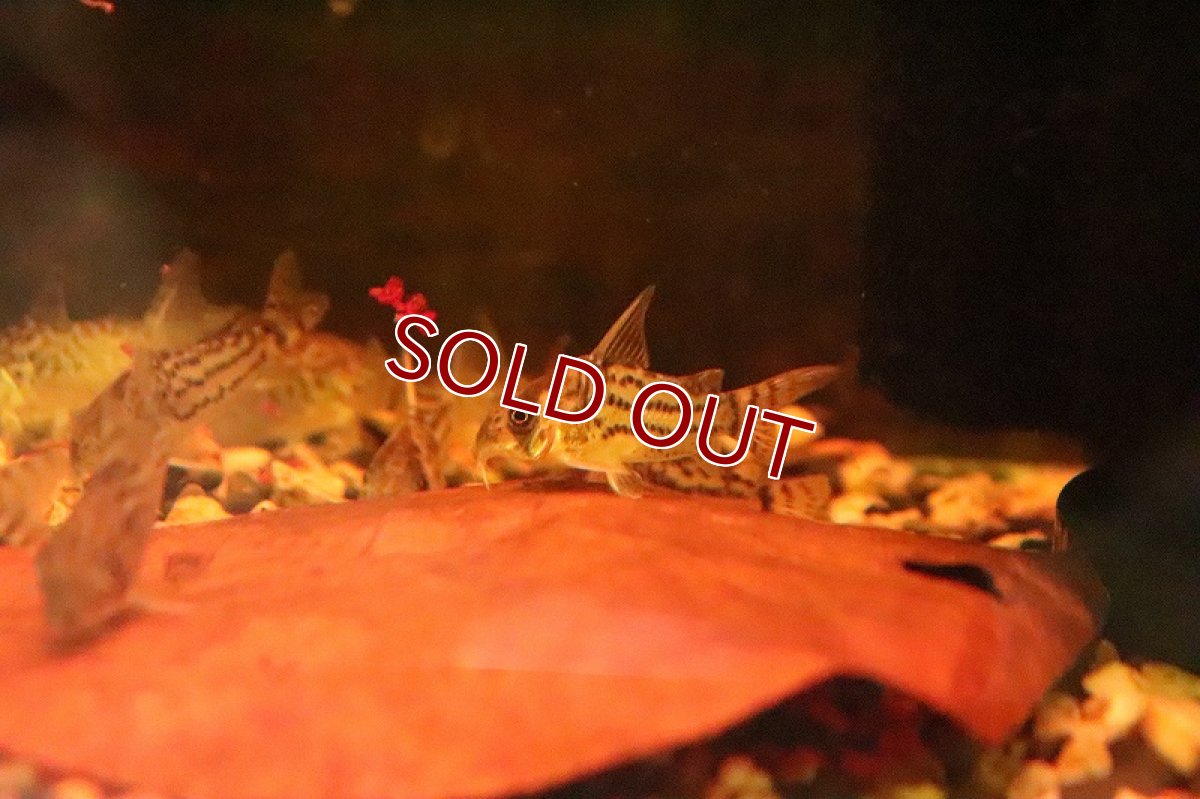 画像2: 【淡水魚】【通販】コリドラス シュワルツィ ワイルド【1匹 サンプル画像】(±3.5-4cm)(コリドラス)(生体)(淡水)NKCR (2)