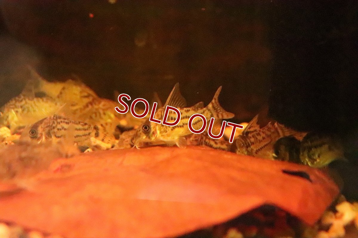 画像3: 【淡水魚】【通販】コリドラス シュワルツィ ワイルド【1匹 サンプル画像】(±3.5-4cm)(コリドラス)(生体)(淡水)NKCR (3)