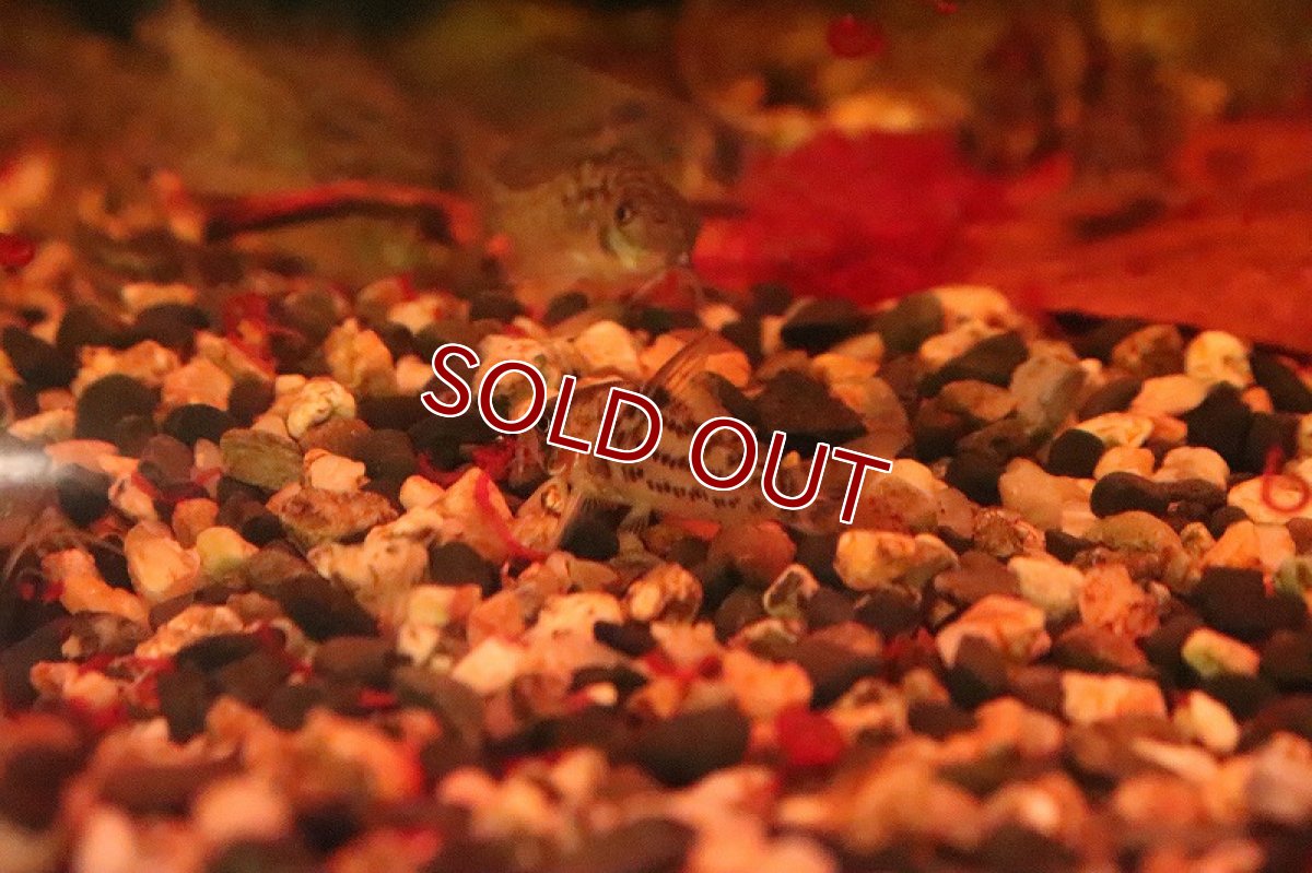 画像4: 【淡水魚】【通販】コリドラス シュワルツィ ワイルド【1匹 サンプル画像】(±3.5-4cm)(コリドラス)(生体)(淡水)NKCR (4)