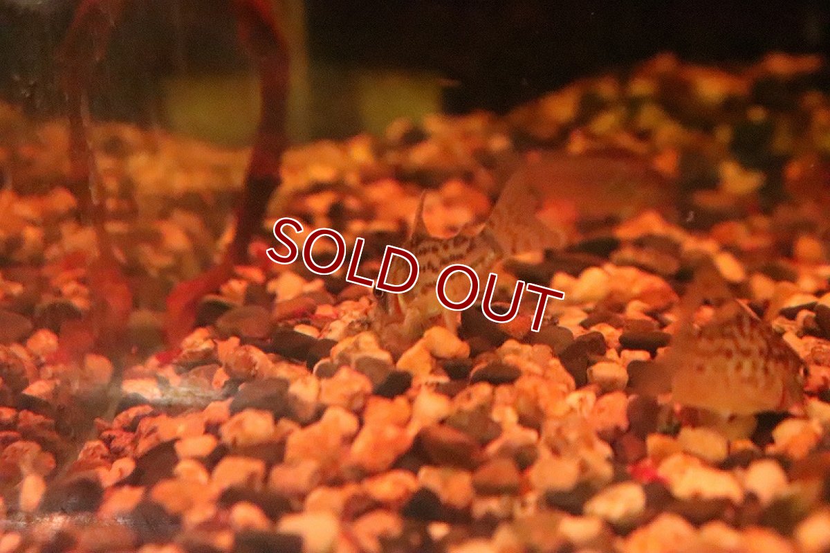 画像5: 【淡水魚】【通販】コリドラス シュワルツィ ワイルド【1匹 サンプル画像】(±3.5-4cm)(コリドラス)(生体)(淡水)NKCR (5)