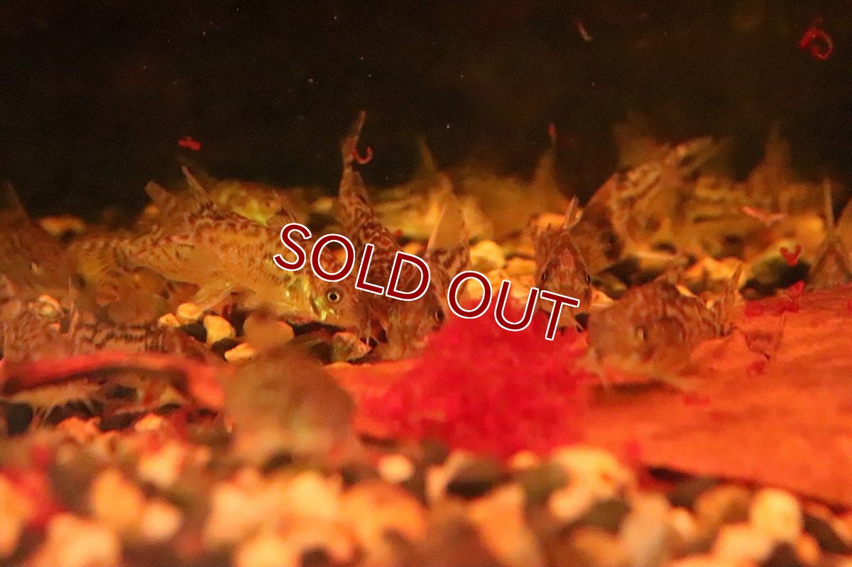 画像6: 【淡水魚】【通販】コリドラス シュワルツィ ワイルド【1匹 サンプル画像】(±3.5-4cm)(コリドラス)(生体)(淡水)NKCR (6)