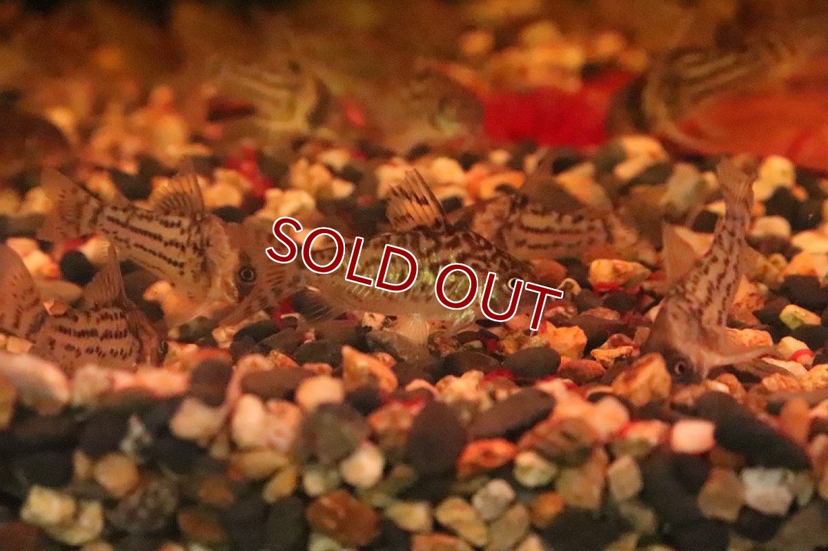 画像2: 【淡水魚】大特価 ブラジル便 コリドラス ソダリス プルス産 ワイルド【１匹】(±3.5-4cm)(コリドラス)(生体)(淡水)NKCR (2)