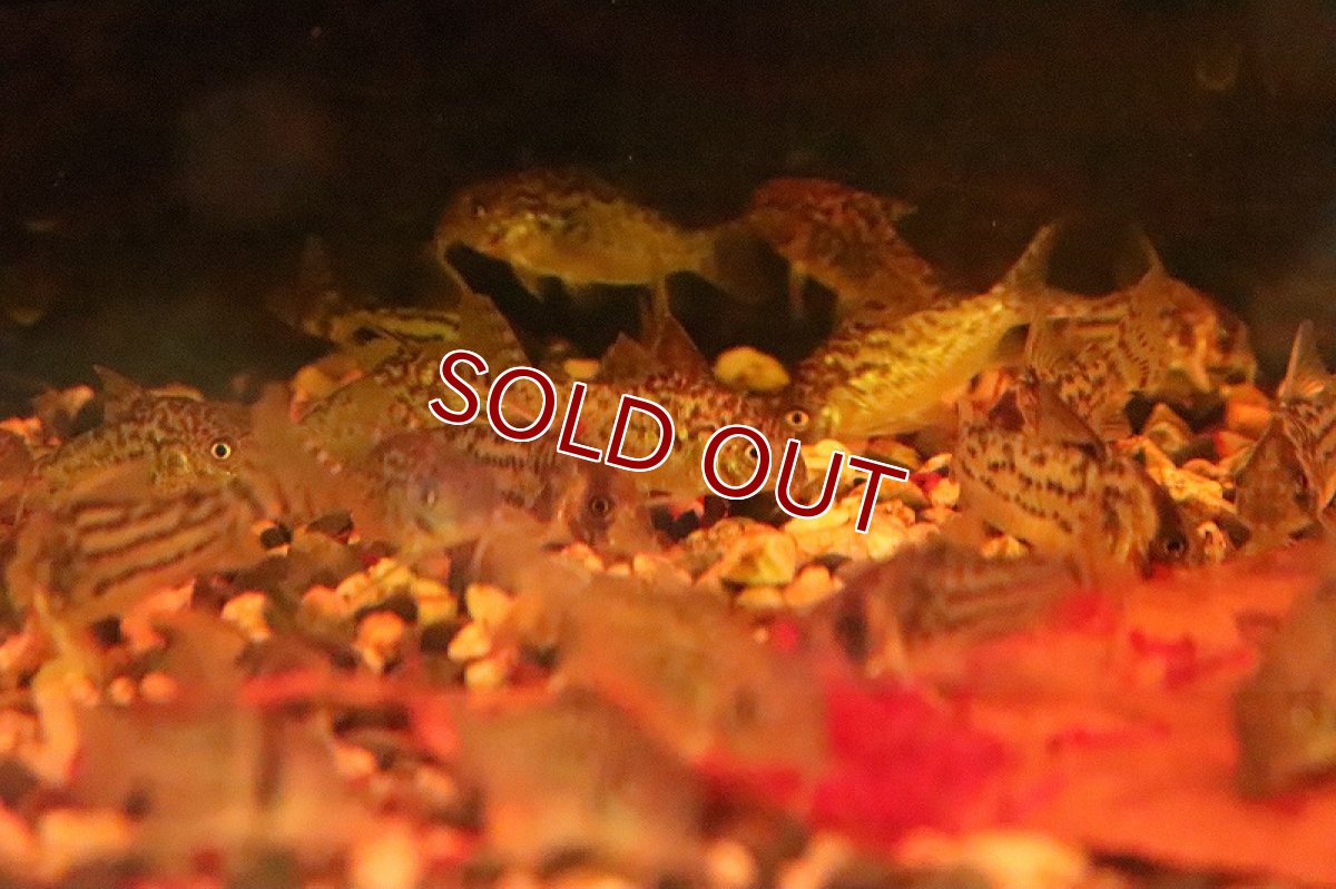 画像3: 【淡水魚】大特価 ブラジル便 コリドラス ソダリス プルス産 ワイルド【１匹】(±3.5-4cm)(コリドラス)(生体)(淡水)NKCR (3)