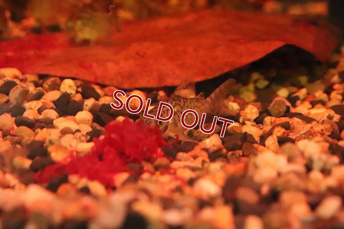 画像4: 【淡水魚】大特価 ブラジル便 コリドラス ソダリス プルス産 ワイルド【１匹】(±3.5-4cm)(コリドラス)(生体)(淡水)NKCR (4)