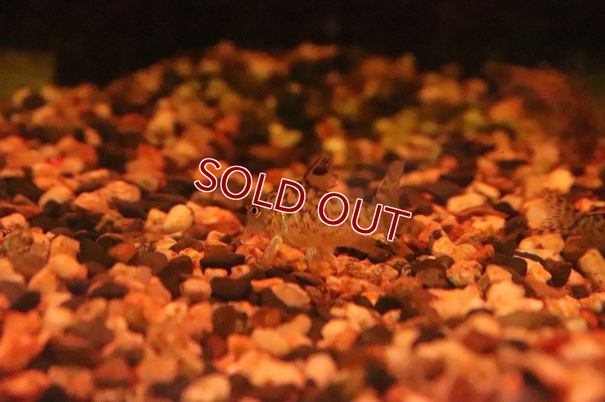 画像5: 【淡水魚】大特価 ブラジル便 コリドラス ソダリス プルス産 ワイルド【１匹】(±3.5-4cm)(コリドラス)(生体)(淡水)NKCR (5)