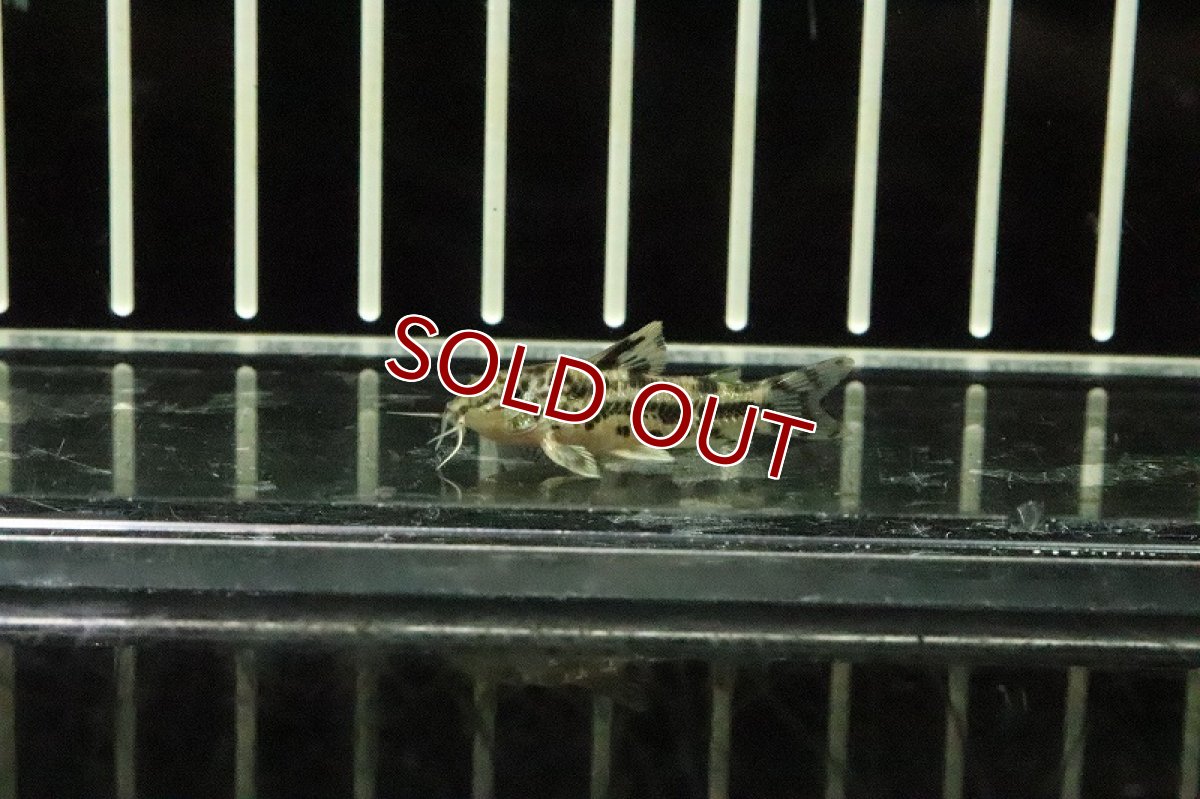 画像2: 【淡水魚】アスピドラス ポエキルス【１匹】(±3cm)(コリドラス)(生体)(淡水)NKCR (2)