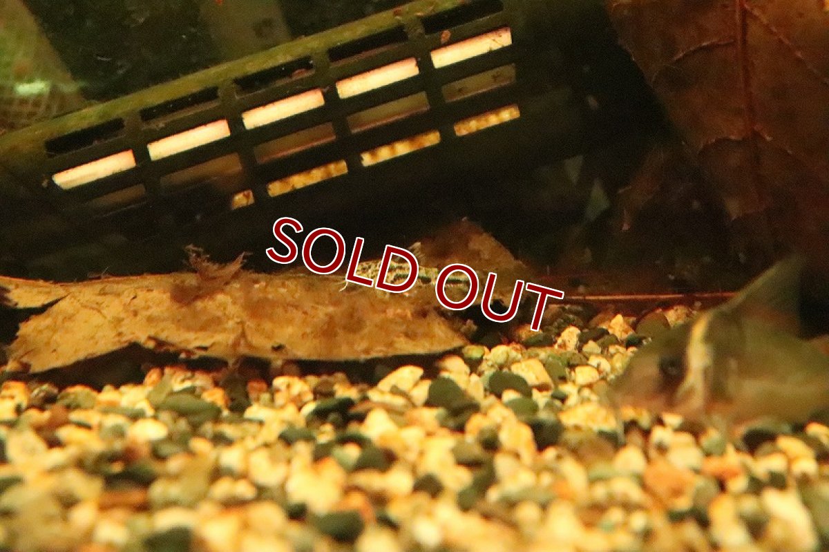 画像3: 【淡水魚】アスピドラス ポエキルス【１匹】(±3cm)(コリドラス)(生体)(淡水)NKCR (3)