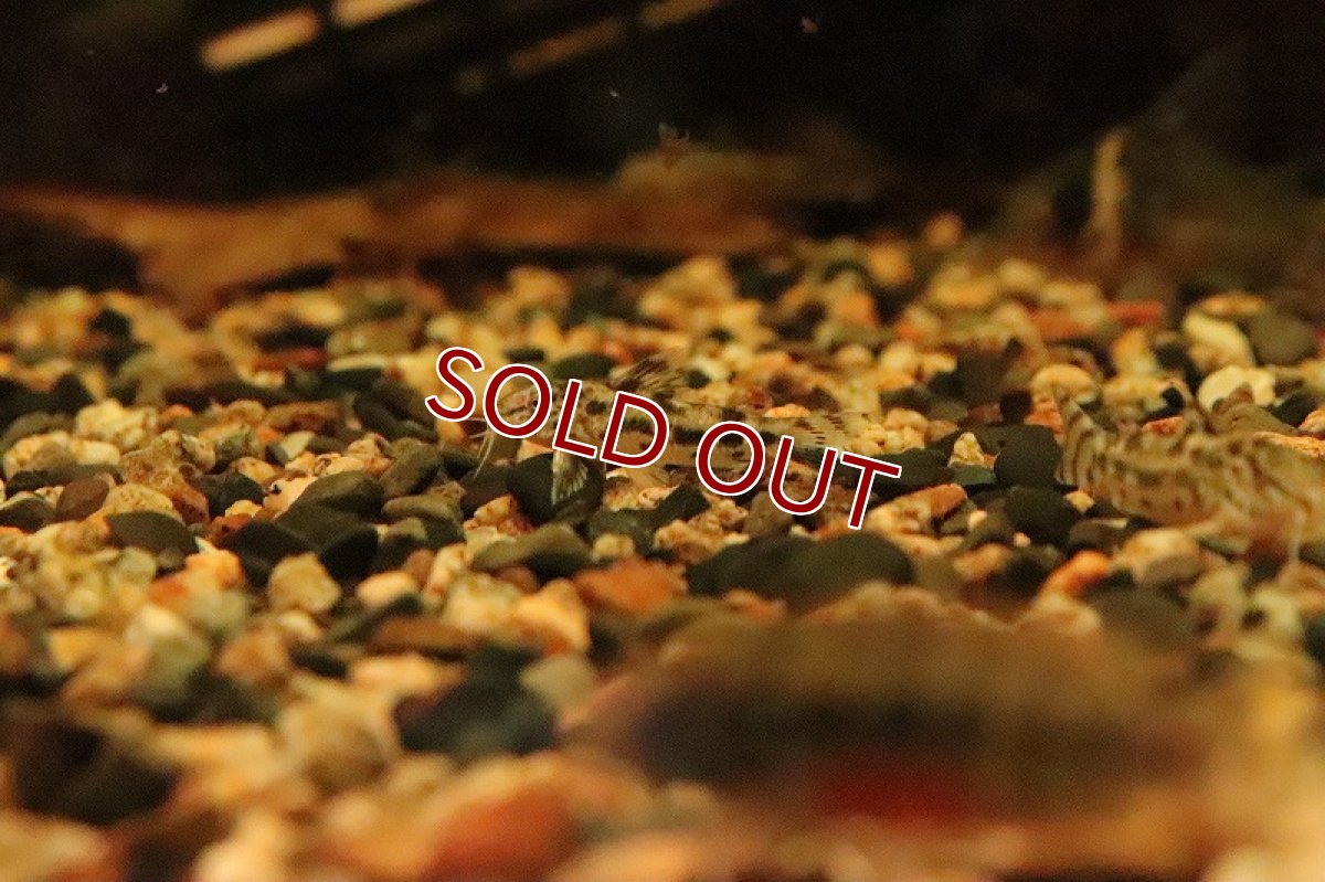 画像5: 【淡水魚】アスピドラス ポエキルス【１匹】(±3cm)(コリドラス)(生体)(淡水)NKCR (5)