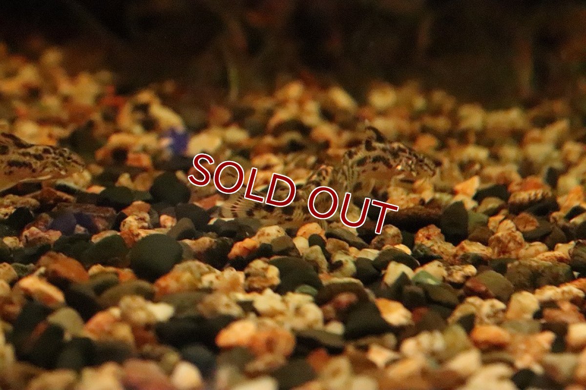 画像6: 【淡水魚】アスピドラス ポエキルス【１匹】(±3cm)(コリドラス)(生体)(淡水)NKCR (6)