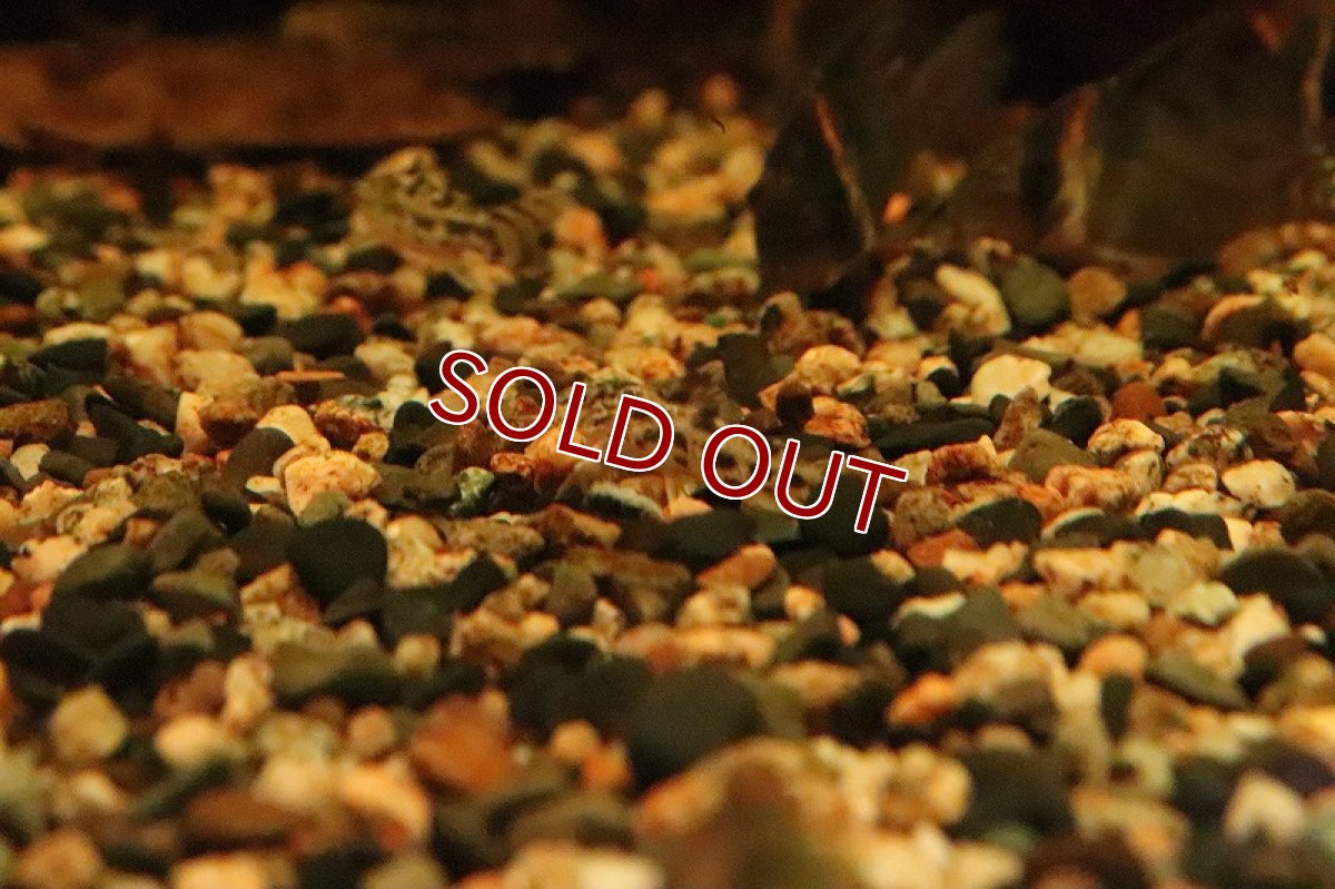 画像7: 【淡水魚】アスピドラス ポエキルス【１匹】(±3cm)(コリドラス)(生体)(淡水)NKCR (7)