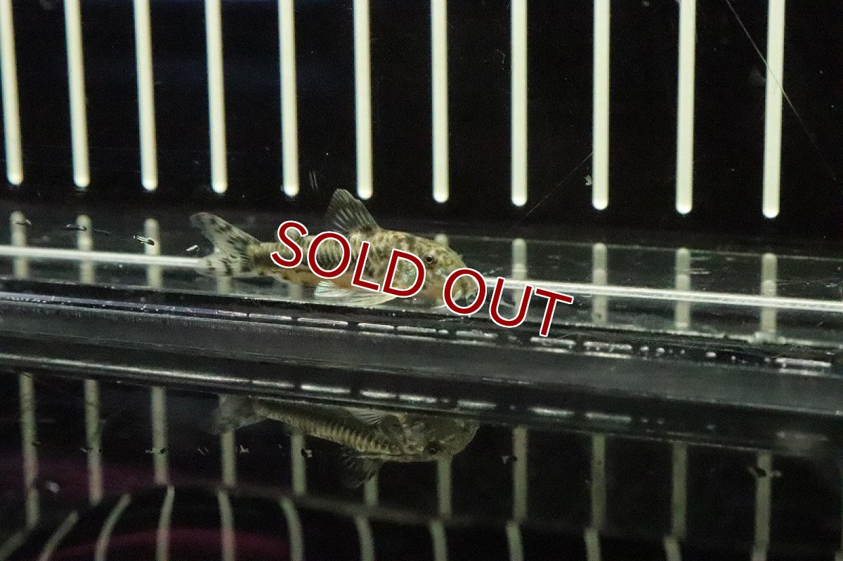 画像2: 【淡水魚】アスピドラス スピロータス【１匹】(±3cm)(コリドラス)(生体)(淡水)NKCR (2)