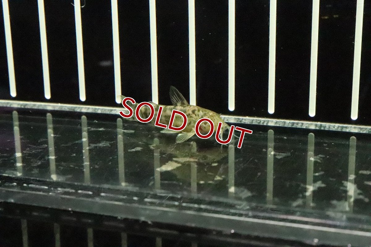 画像2: 【淡水魚】アスピドラス タウルス【１匹】(±3cm)(コリドラス)(生体)(淡水)NKCR (2)