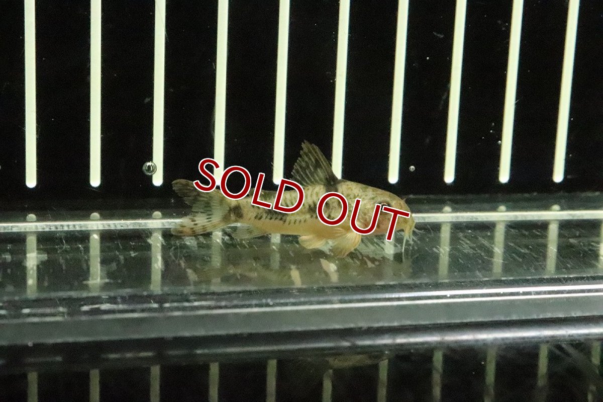 画像2: 【淡水魚】大特価 コリドラス カルラエ【１匹】(±4cm)(コリドラス)(生体)(淡水)NKCR (2)