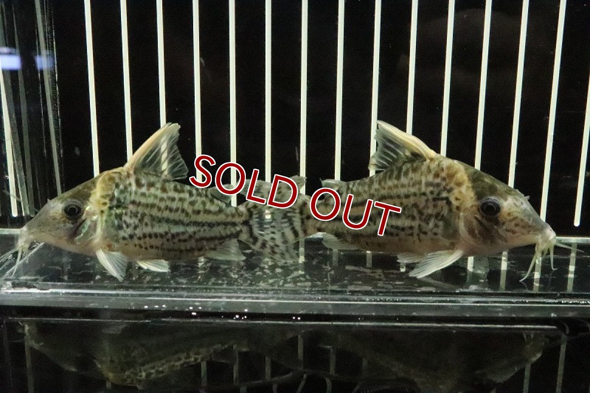 画像3: 【淡水魚】【通販】コリドラス スーパーウルトラプルケール ワイルド【1匹 サンプル画像】(±6cm)(生体)(淡水)NKCR (3)